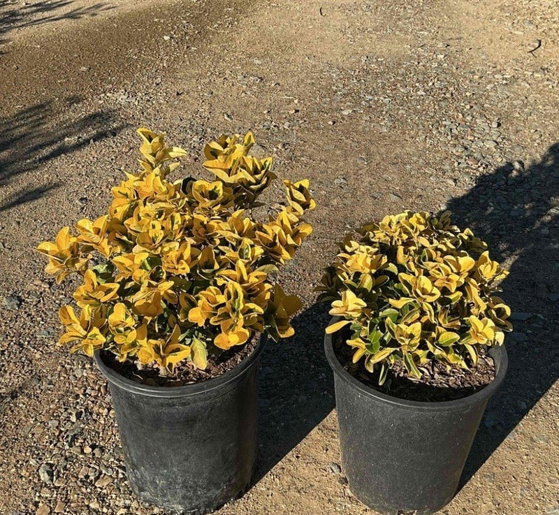 Photo for Euonymus japonicus 'Aureo-marginatus' (Golden Euonymus)