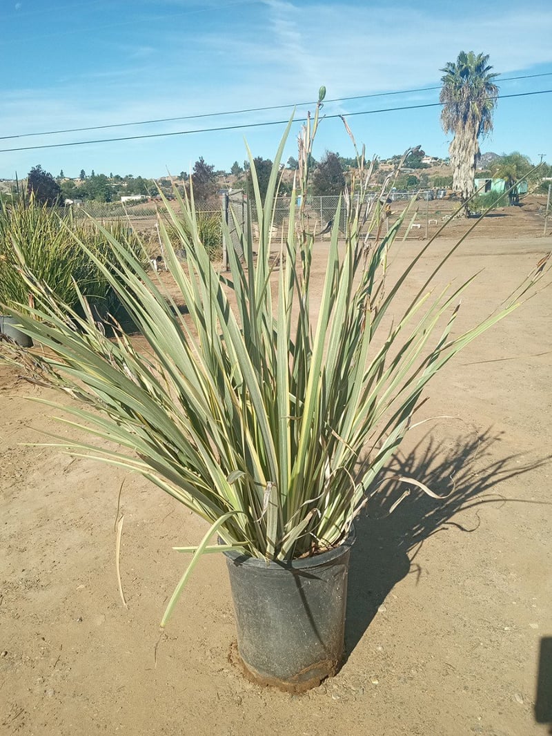 Photo for Dietes vegeta 'Variegata' (Variegated Fortnight Lily)