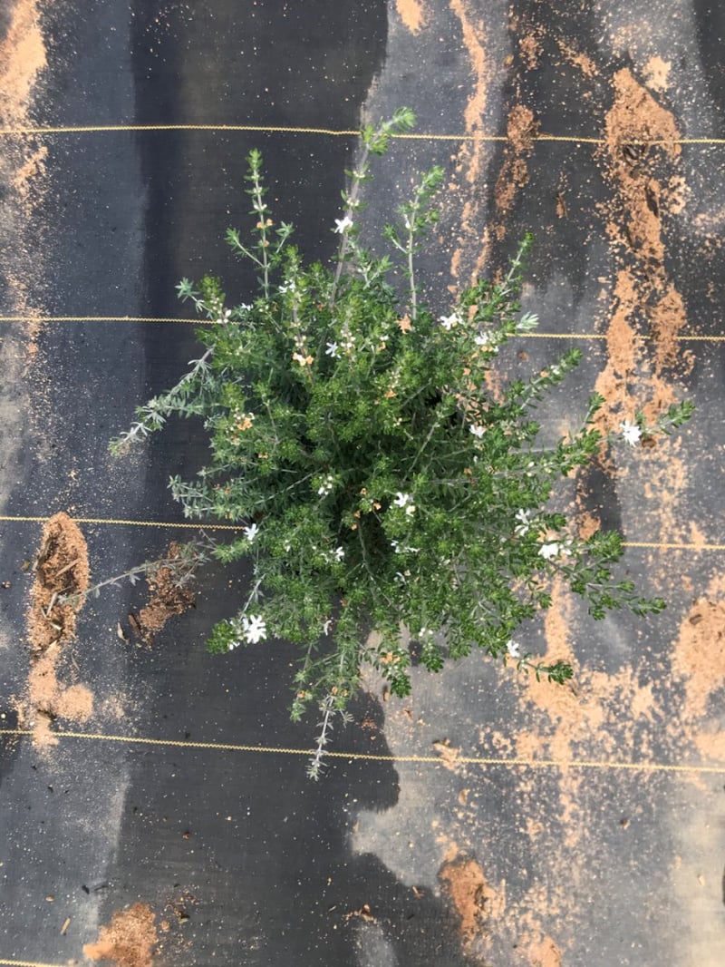 Photo for Westringia fruticosa (Coast Rosemary)