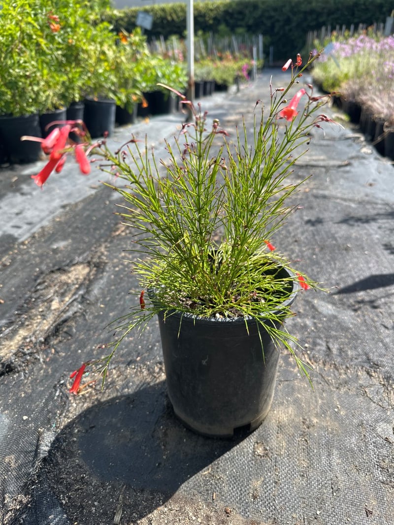 Photo for Russelia equisetiformis (Coral Fountain, Firecracker Plant)