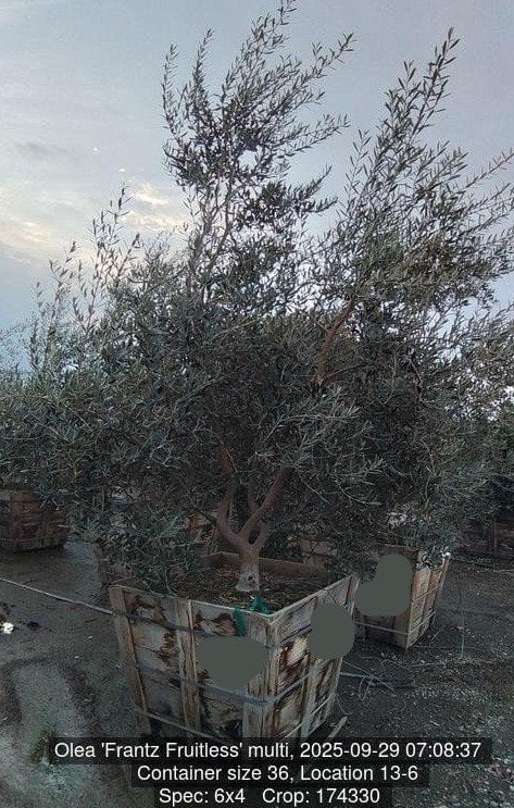 Photo for Olea europaea 'Frantz Fruitless' (Multi) (Fruitless Olive Tree)