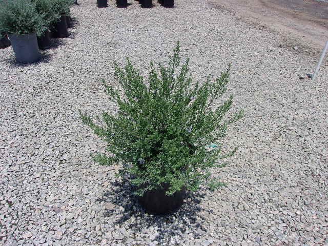 Photo for Westringia fruticosa 'Blue Gem' (Blue Gem Coast Rosemary)