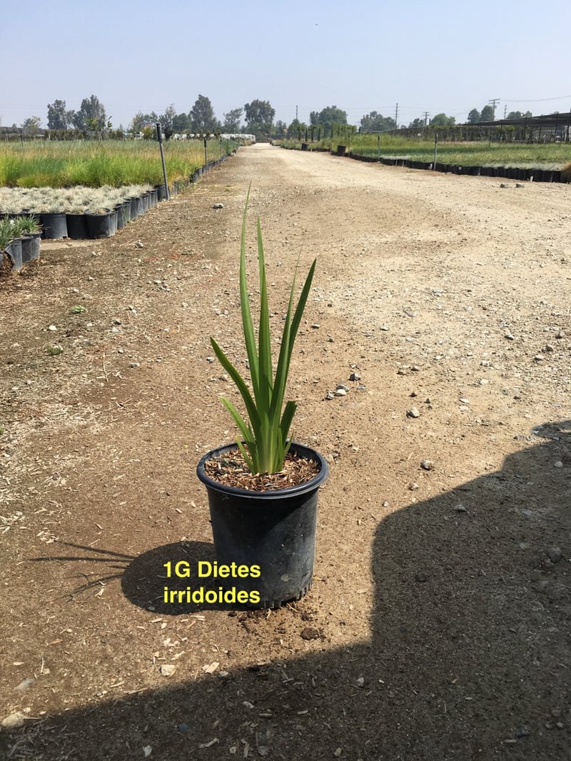 Photo for Dietes (any variety) (Fortnight Lily)