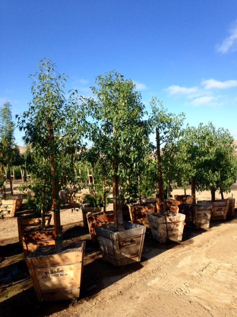 Photo for Brachychiton populneus (Bottle Tree)