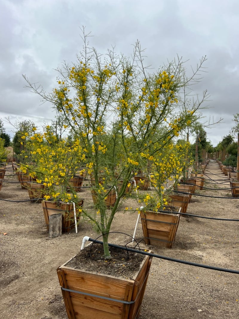 Photo for Cercidium 'Desert Museum' (Low Branch) (Desert Museum Palo Verde)