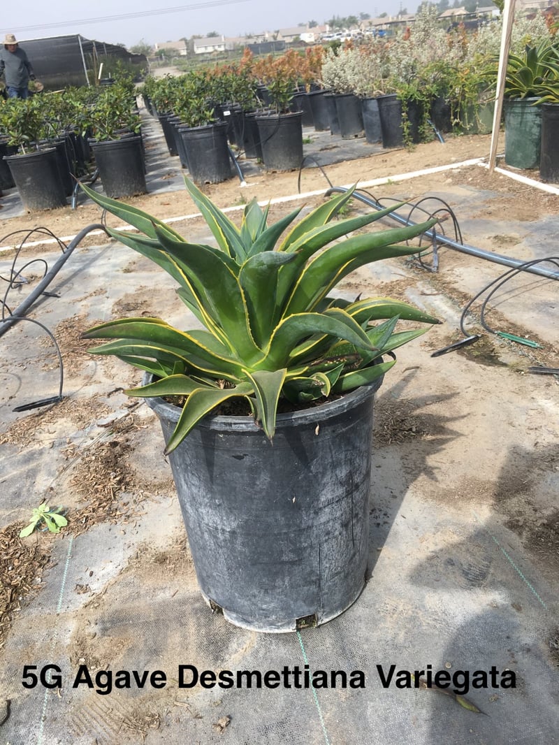Photo for Agave desmetiana 'Variegata' (Variegated Smooth Agave)