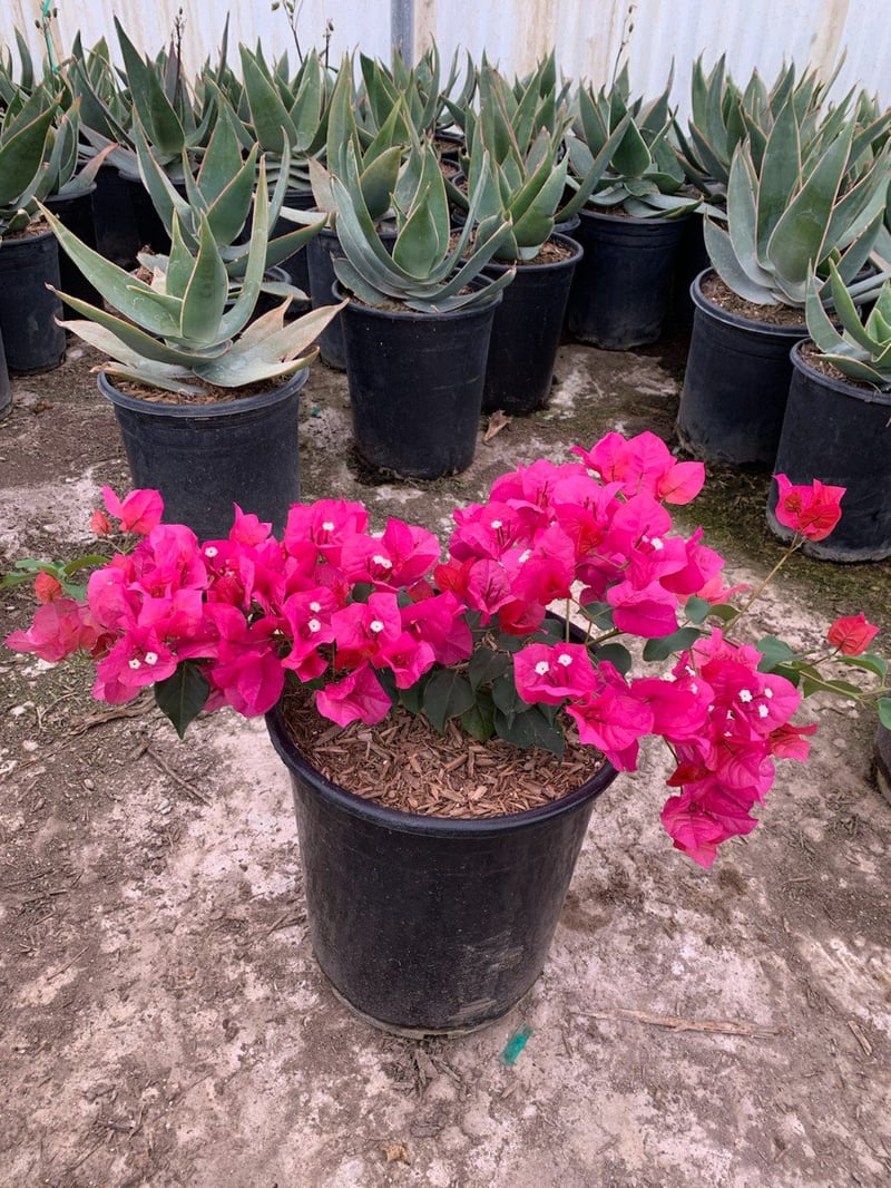 Photo for Bougainvillea 'Monka' (Oo-La-La Bougainvillea)