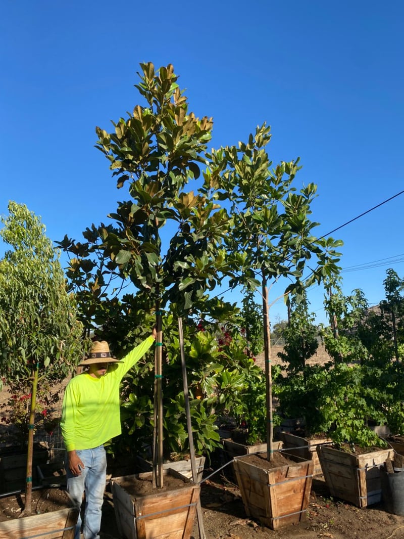 Photo for Magnolia grandiflora (Southern Magnolia)