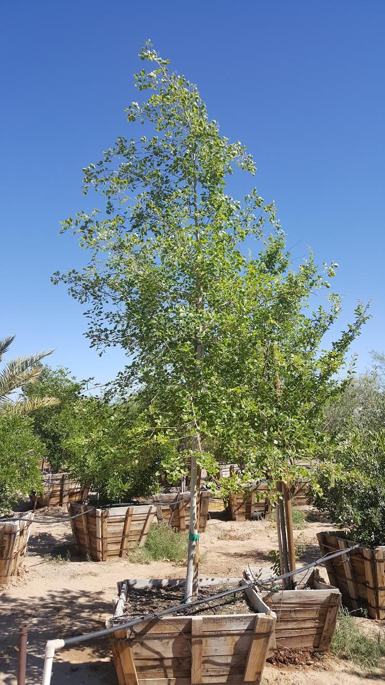 Photo for Dalbergia sissoo (North Indian Rosewood)