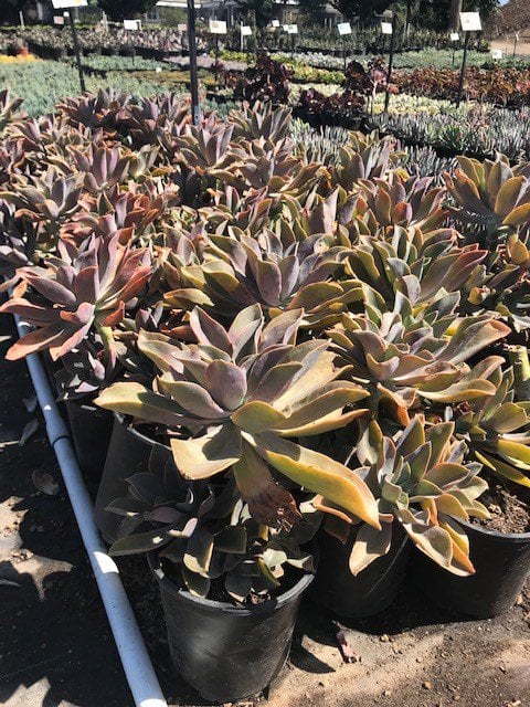 Photo for Graptoveria 'Fred Ives' (Graptoveria 'Fred Ives')
