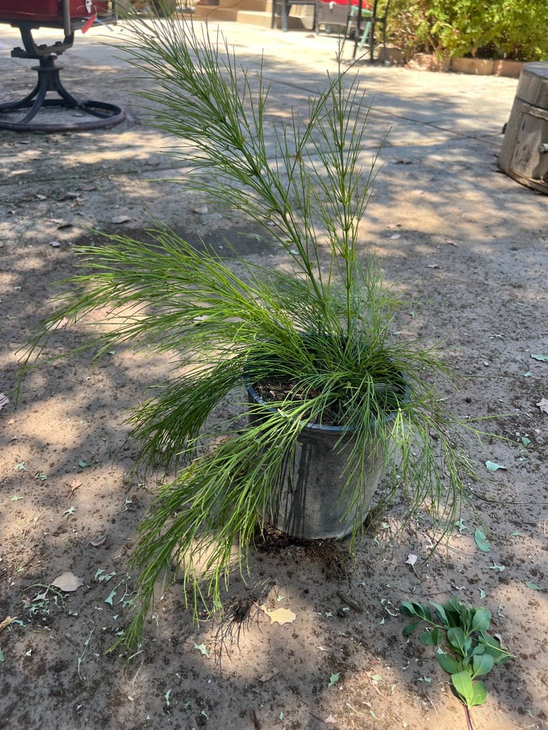 Photo for Russelia equisetiformis (Coral Fountain, Firecracker Plant)