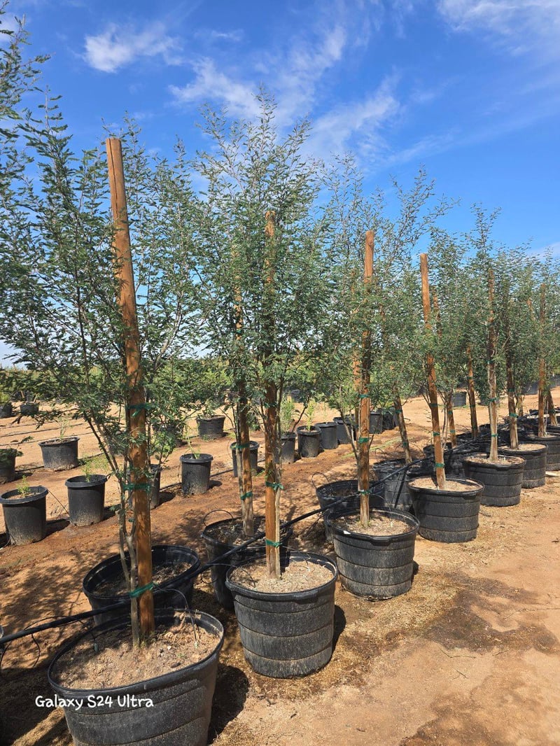 Photo for Acacia farnesiana (Sweet Acacia)