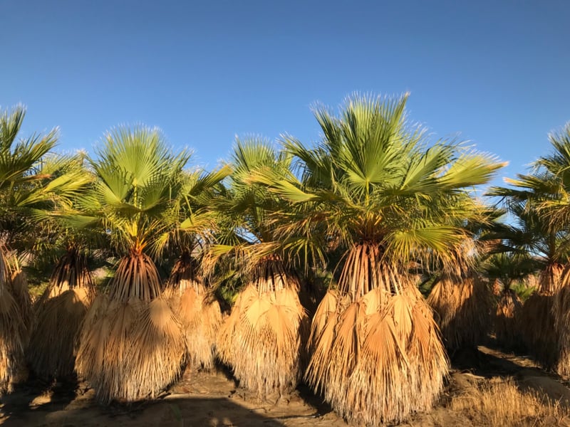 Photo for Washingtonia filifera (California Fan Palm)