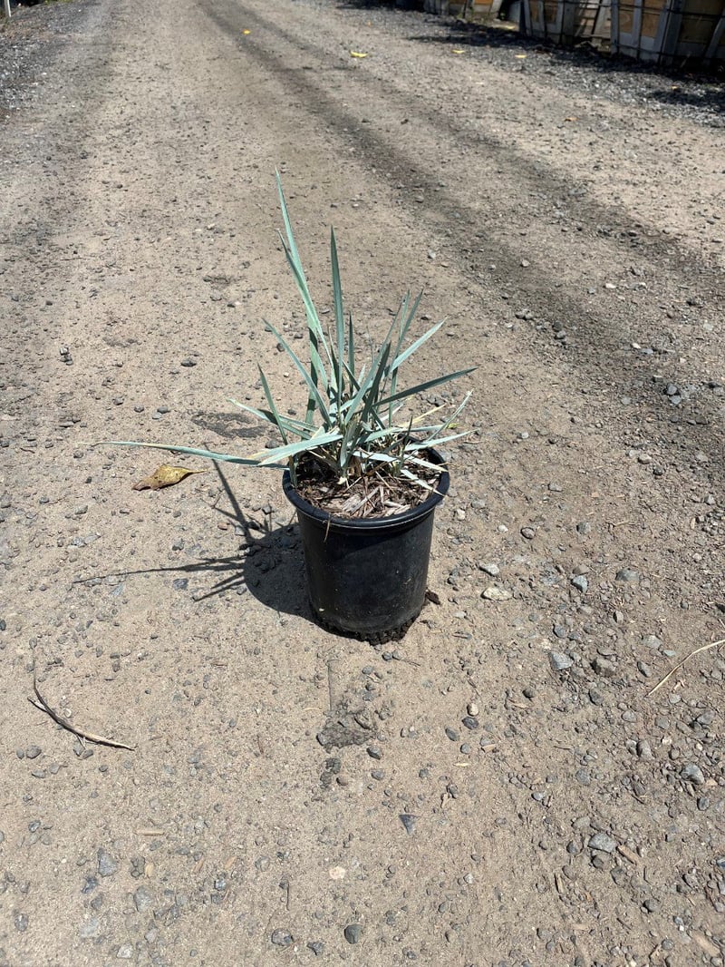 Photo for Leymus condensatus 'Canyon Prince' (Blue Lyme Grass)