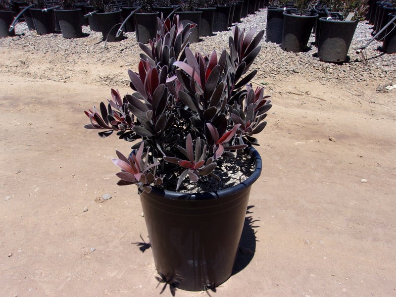 Photo for Leucadendron 'Ebony' (Ebony Conebush)
