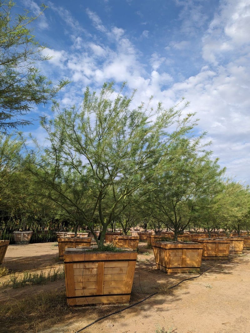Photo for Cercidium x 'Desert Museum' (Desert Museum Palo Verde)