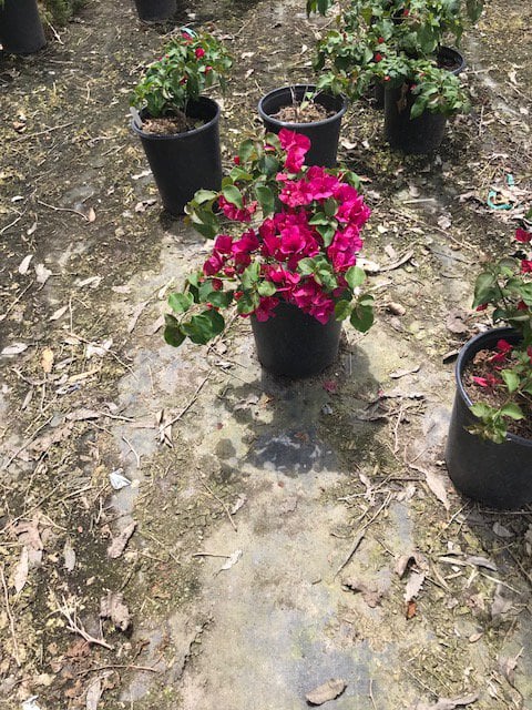Photo for Bougainvillea 'Monka' (Oo-La-La Bougainvillea)