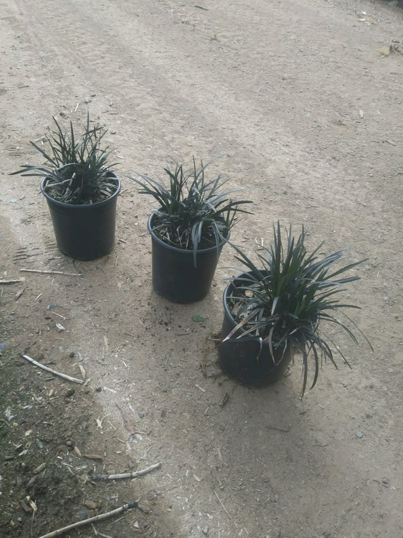 Photo for Ophiopogon planiscapus (Black Mondo Grass)
