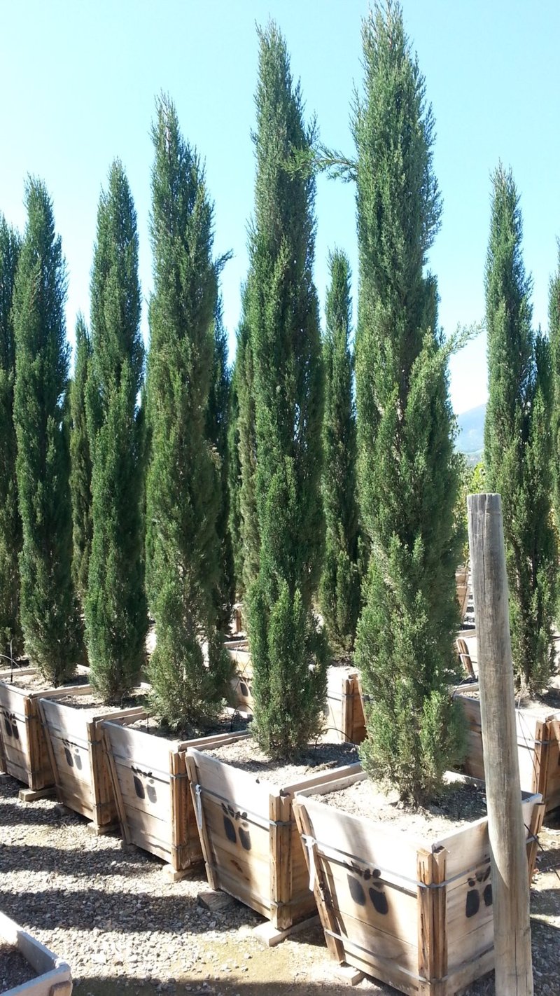 Photo for Cupressus sempervirens 'Glauca' (Blue Italian Cypress)