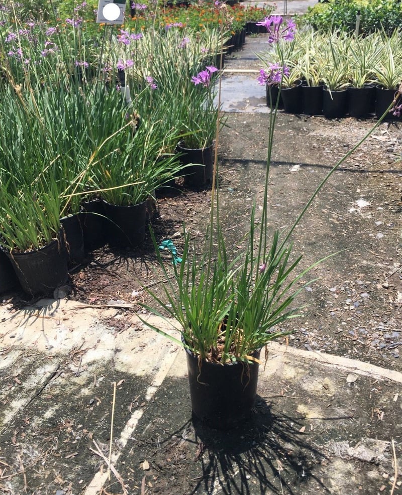 Photo for Tulbaghia violacea (Society Garlic)
