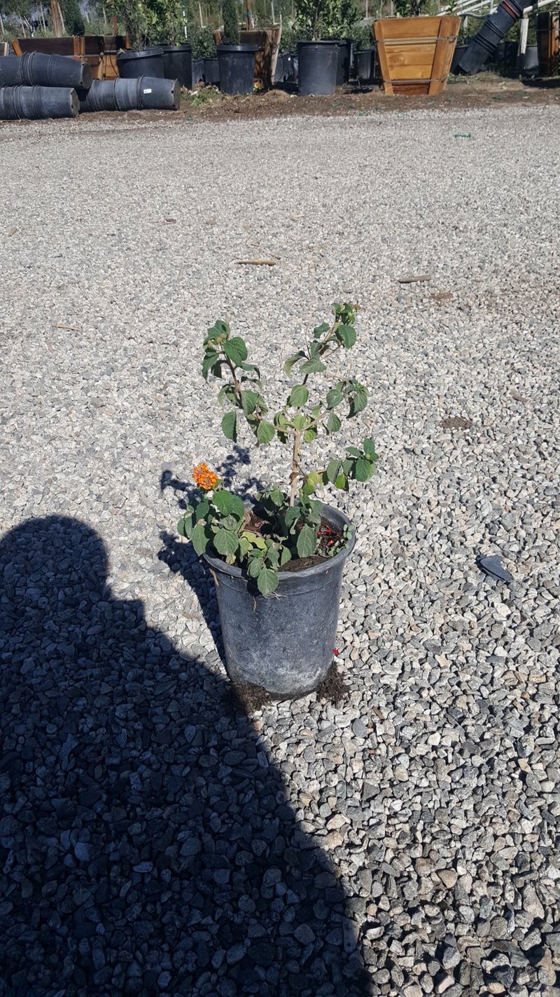 Photo for Lantana camara 'Orange' (Orange Lantana)