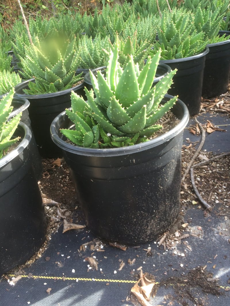 Photo for Aloe x nobilis (Golden Toothed Aloe)