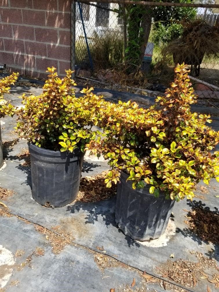Photo for Coprosma 'Tequila Sunrise' (Tequila Sunrise Mirror Plant)