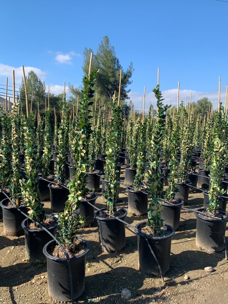 Photo for Ligustrum japonicum 'Texanum' (Column) (Waxleaf Privet)