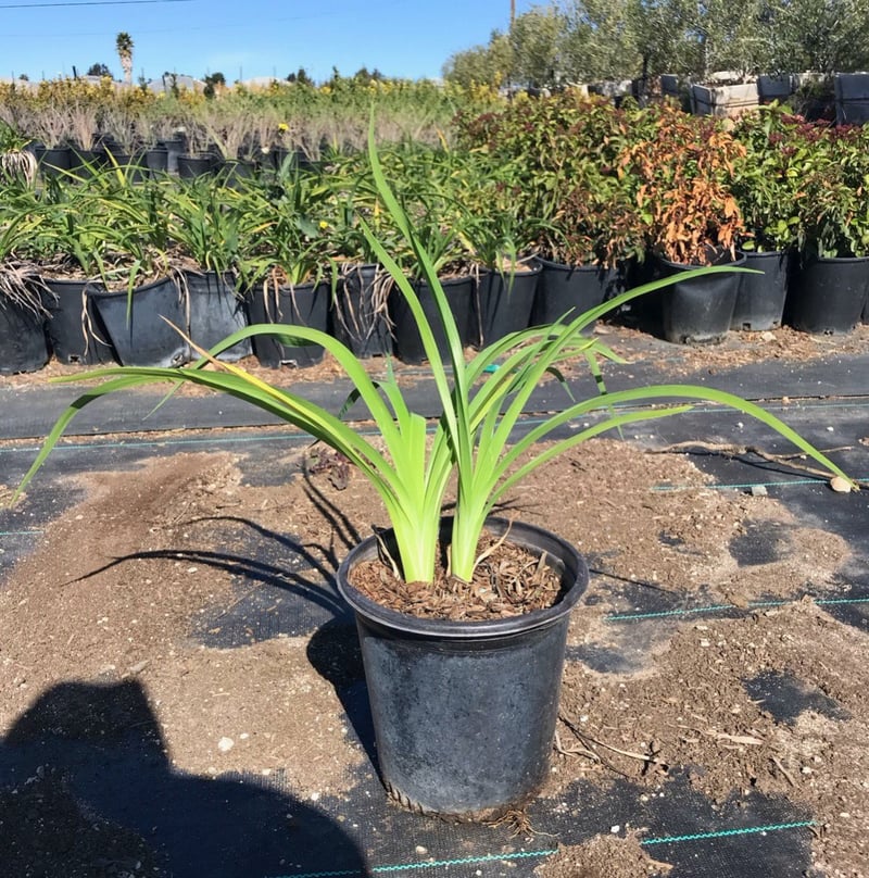 Photo for Hemerocallis hybrid (Daylily)