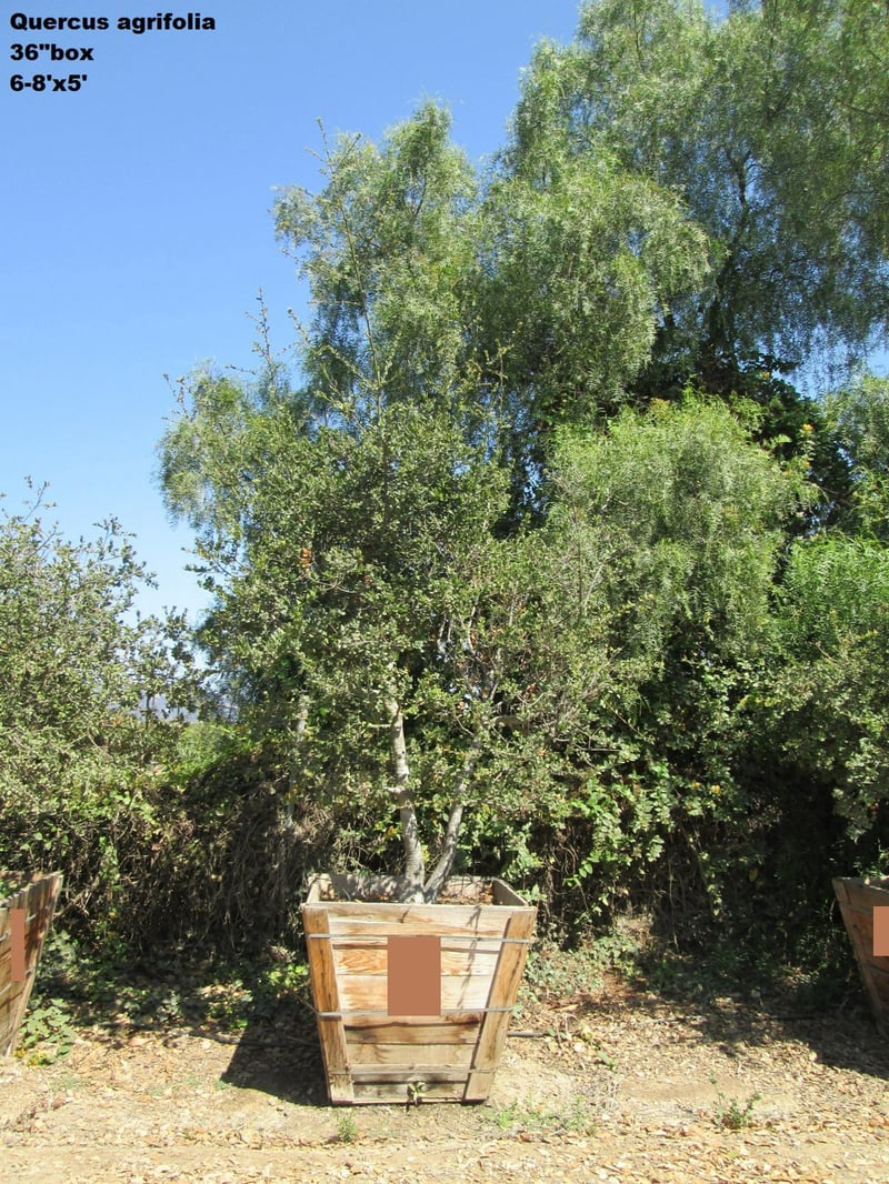 Photo for Quercus agrifolia (California Live Oak)