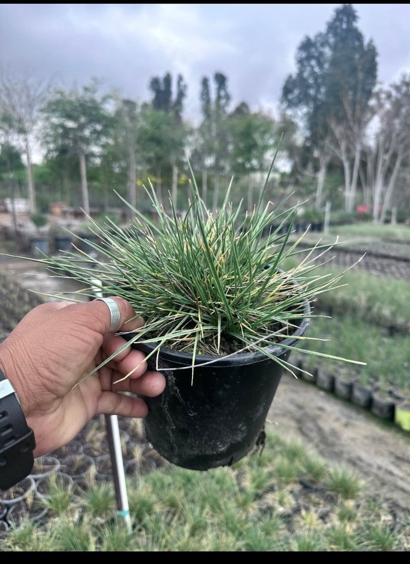 Photo for Festuca mairei (Atlas Fescue)