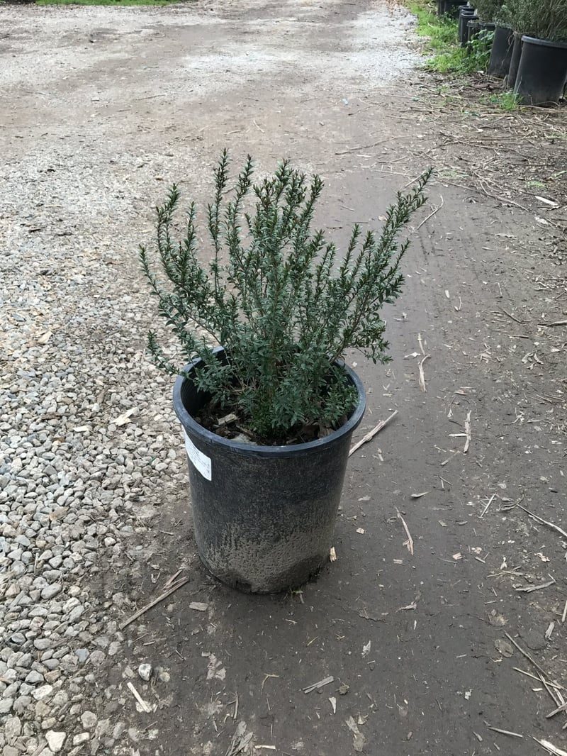 Photo for Myrtus communis 'Compacta' (Dwarf Myrtle)