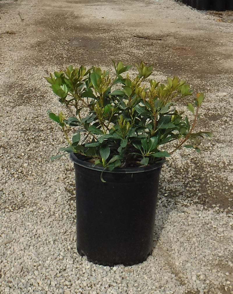 Photo for Rhaphiolepis indica 'Clara' (Clara Indian Hawthorn)