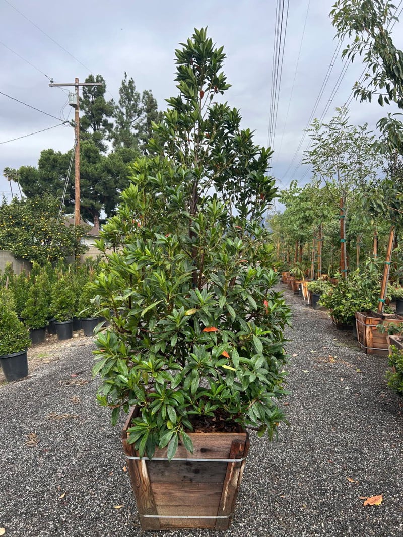 Photo for Elaeocarpus decipiens (Column) (Japanese Blueberry Tree)