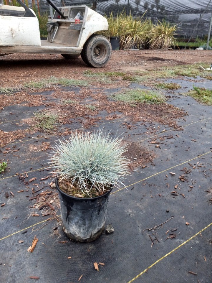 Photo for Festuca glauca (Blue Fescue)