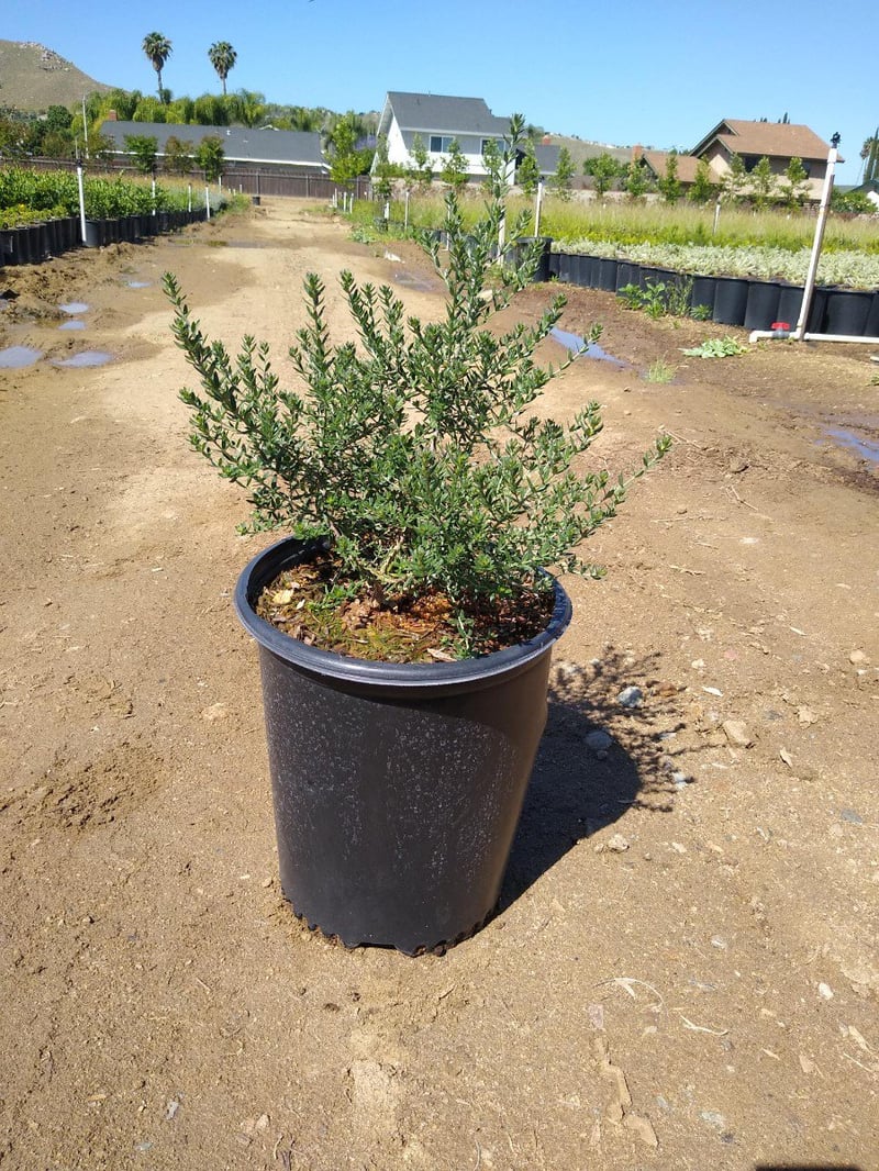 Photo for Westringia 'Wynyabbie Gem' (Wynyabbie Gem Coast Rosemary)
