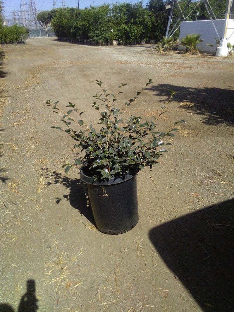 Photo for Camellia hiemalis 'Shishi Gashira' (Shishi Gashira Camellia)