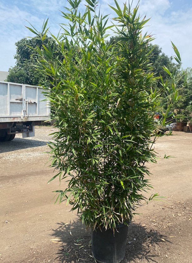 Photo for Bambusa textilis 'Gracilis' (Slender Weaver's Bamboo)