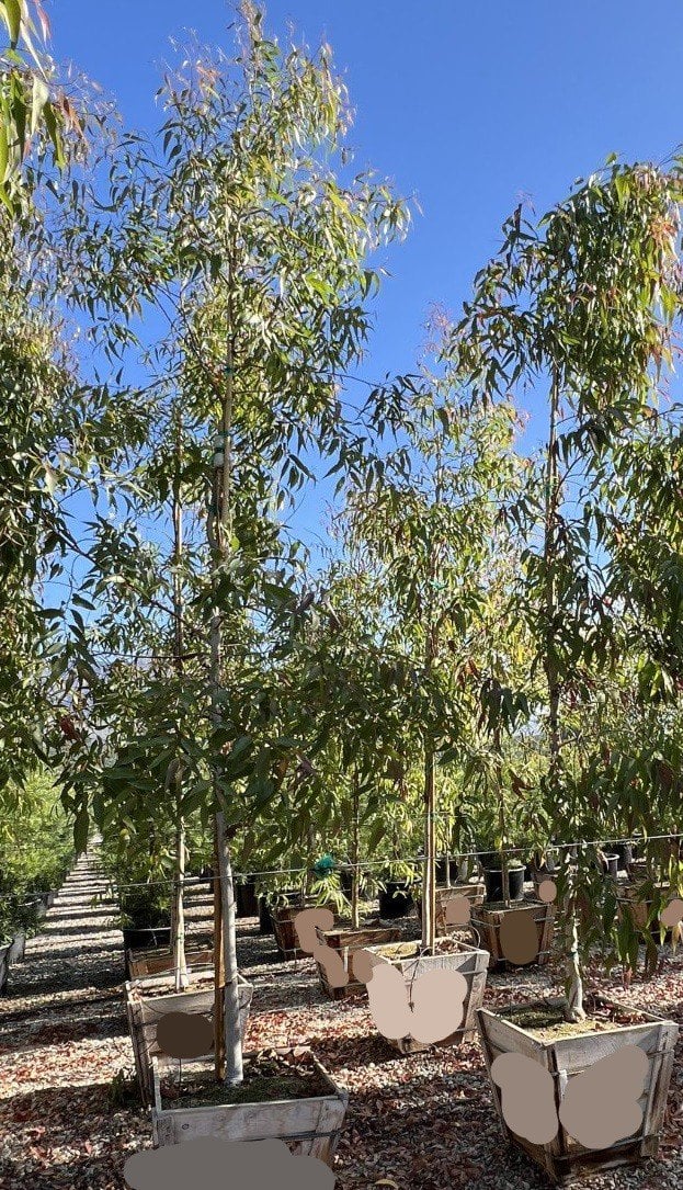 Photo for Eucalyptus citriodora (Corymbia citriodora) (Lemon Scented Gum)
