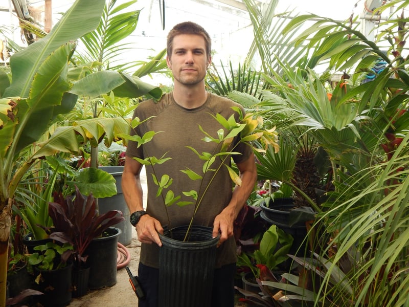 Photo for Ceratozamia hildae (Bamboo Cycad)