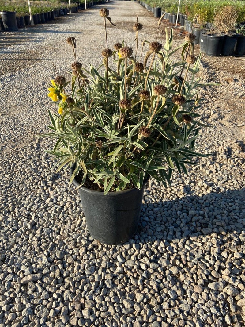 Photo for Phlomis fruticosa (Jerusalem Sage)