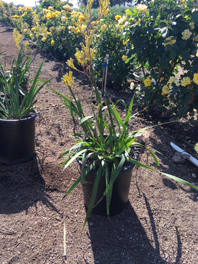 Photo for Anigozanthos (yellow) (Yellow Kangaroo Paw)