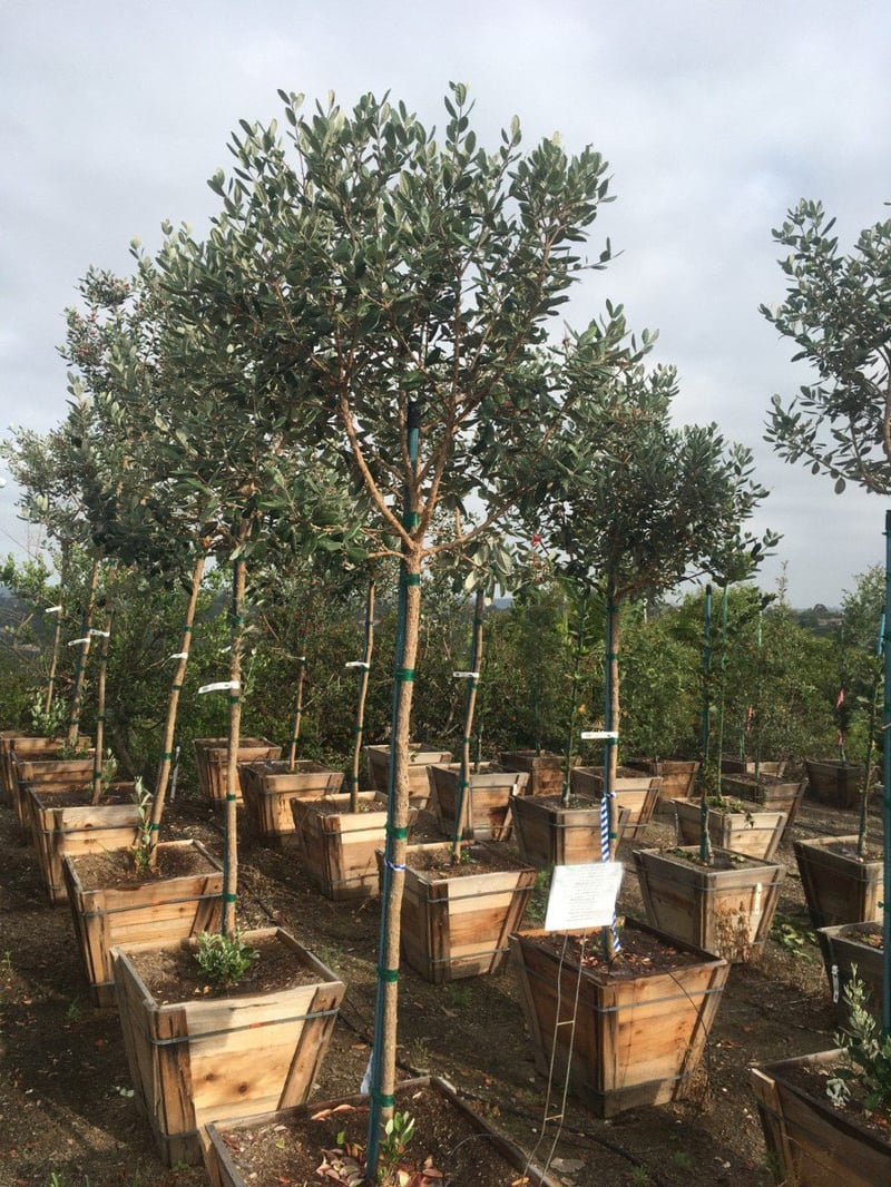Photo for Feijoa sellowiana (Pineapple Guava)