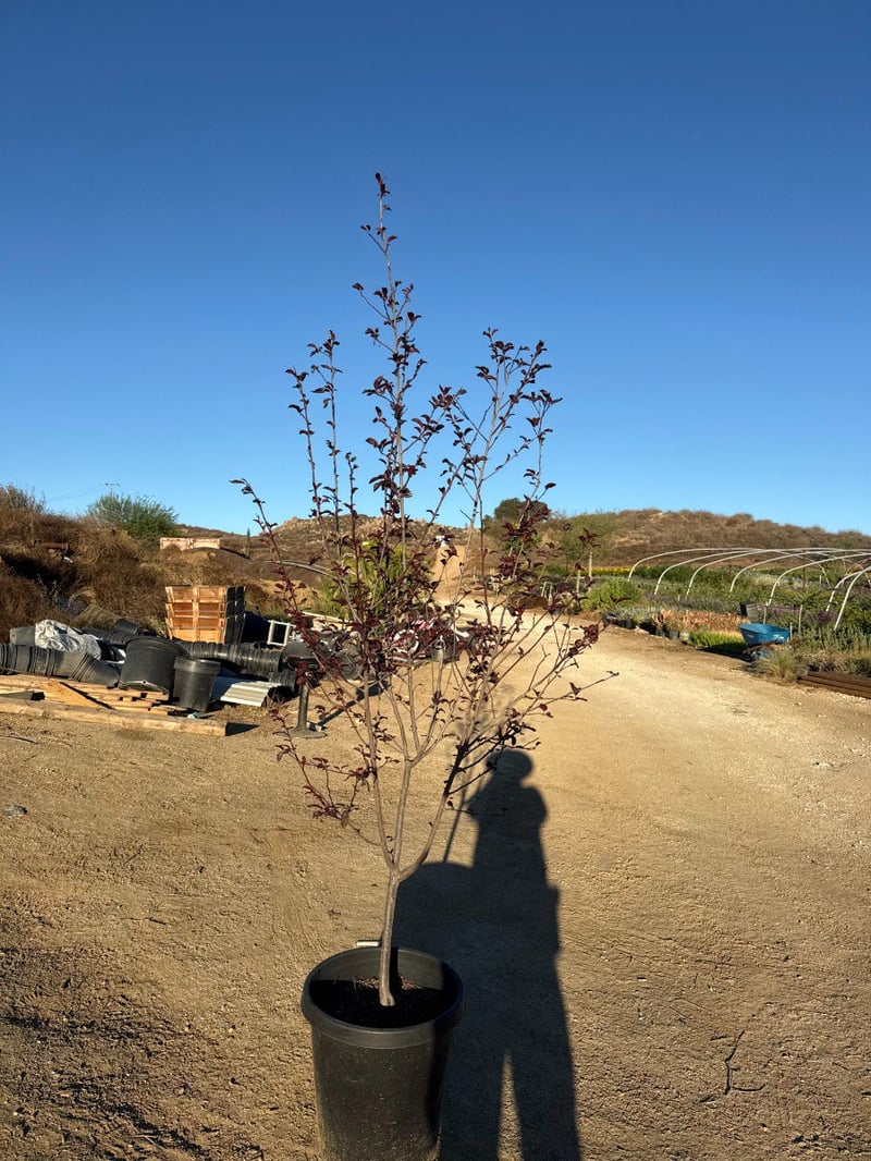 Photo for Prunus cerasifera 'Krauter Vesuvius' (Standard) (Krauter Vesuvius Cherry Plum)