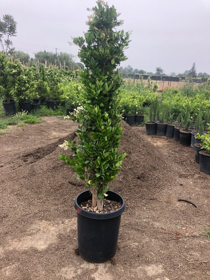 Photo for Ligustrum japonicum 'Texanum' (Staked) (Waxleaf Privet japonicum)