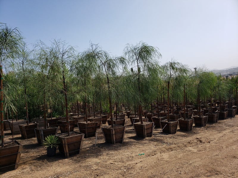 Photo for Acacia stenophylla (Standard) (Shoe-String Acacia)
