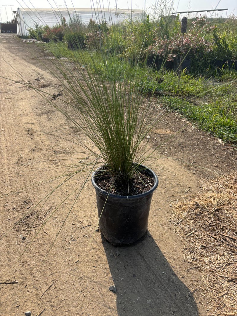 Photo for Muhlenbergia capillaris 'Pink Cloud' (Pink Cloud Muhly)