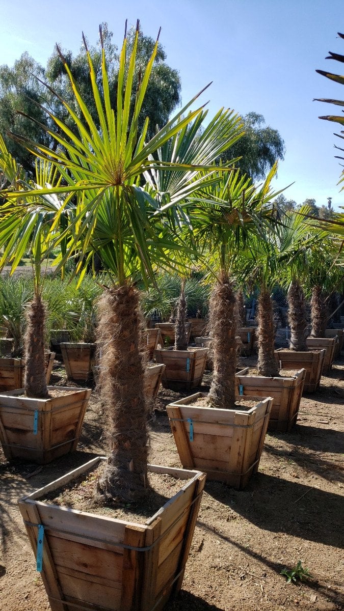 Photo for Trachycarpus fortunei (Windmill Palm)