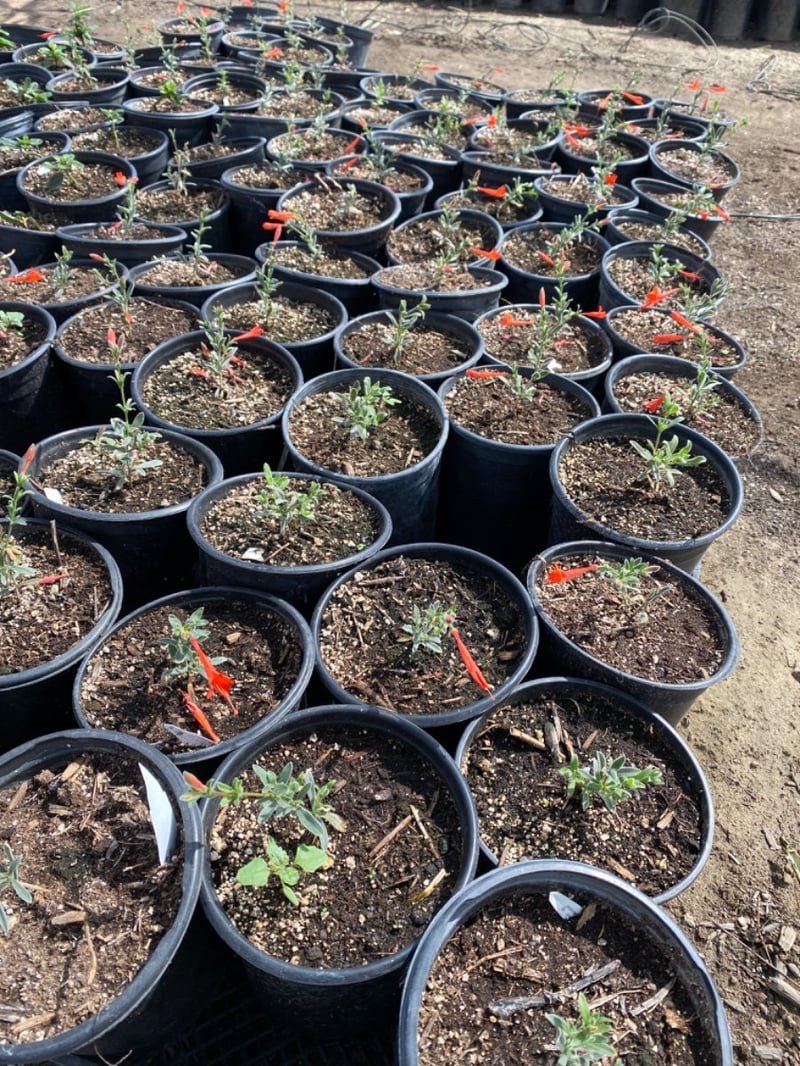 Photo for Zauschneria californica (Epilobium canum)   (California Fuchsia )