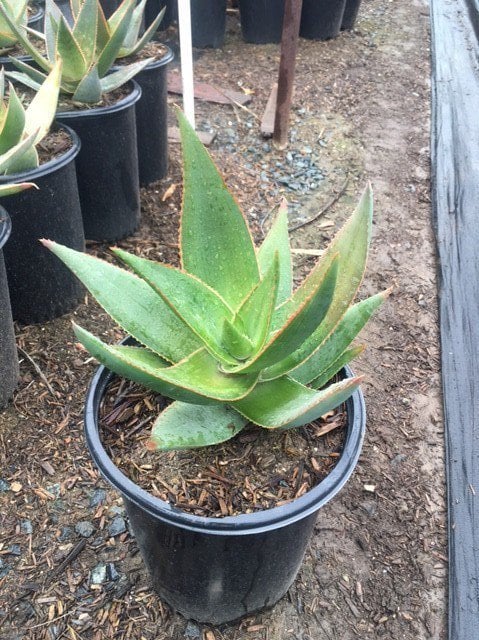 Photo for Aloe striata hyb. ‘Ghost Aloe’ (Ghost Aloe)
